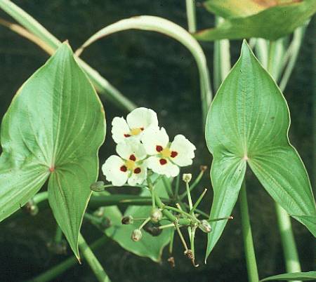 زاگیتاریا مونتویدنسیس